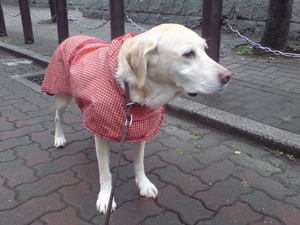 おしりかじり虫と超晴れ女犬