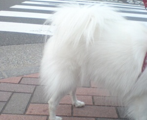 高級毛皮のエリマキ♪