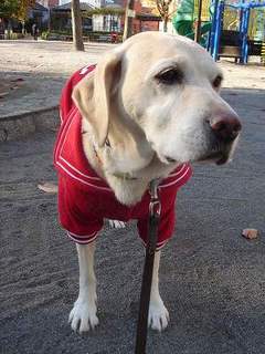 老犬の知恵