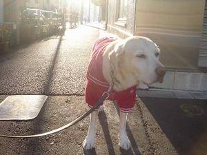 おひさま力♪