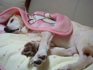 ありがとう