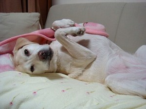 ありがとう
