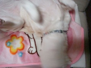 湯たんぽ♪