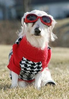 目指せ！21歳のギネス犬