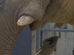 ゾウさんの鼻とヴィッキーの舌