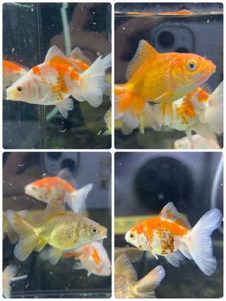 サンバース アクアコーナーブログ:久しぶりに金魚の入荷とプレコ