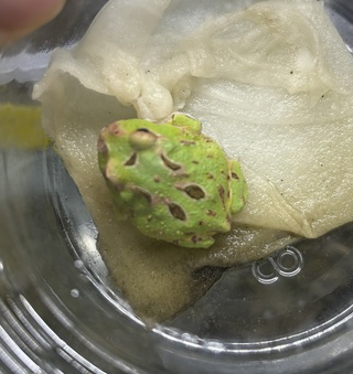 9月６日熱帯魚入荷情報　第２弾