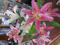 わら美 2020/02/08 14:08:06