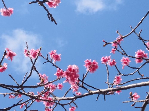 桜咲く