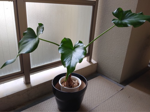 三枚の・・
