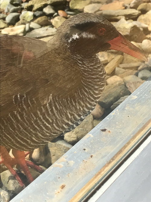 天然記念物ヤンバルクイナの生態が見れる施設!! 