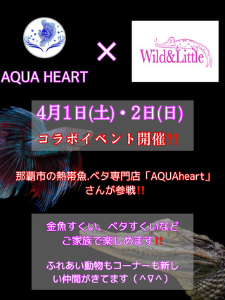 コラボイベント！！金魚すくい！
