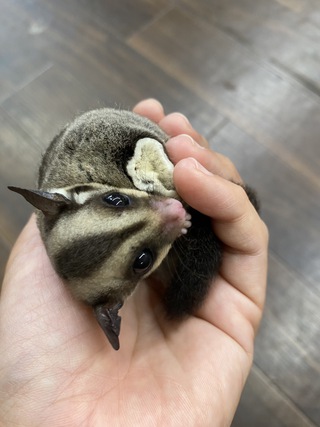 エボシカメレオン・フクロモモンガ入荷です。