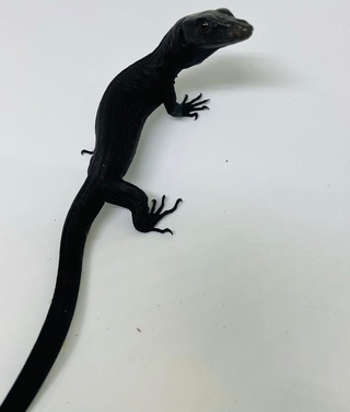 モニター入荷です。アフロク、サルバアザン