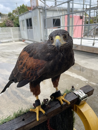 ふれあい動物（＾∇＾）明日よりプレオープン