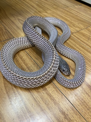 入荷。イエアメガエル、サンカクヘビ