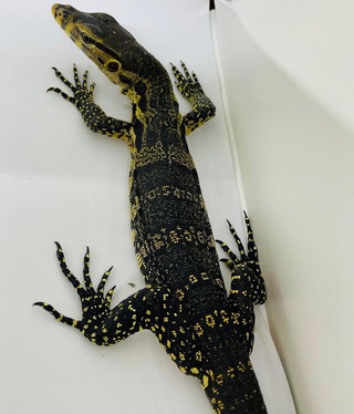 モニター入荷です。アフロク、サルバアザン