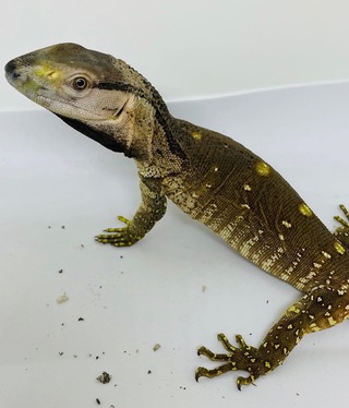 モニター入荷です。アフロク、サルバアザン