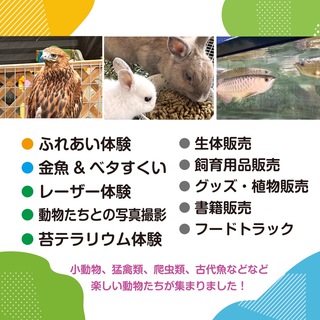 ワニ、大蛇の抱っこ