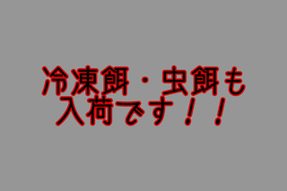 フトアゴヒゲトカゲ入荷