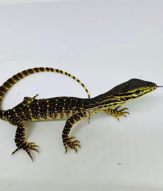 モニター入荷です。アフロク、サルバアザン
