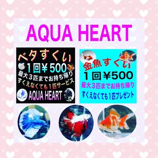 コラボイベント！！金魚すくい！