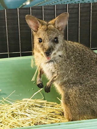 入荷です ワラビー Wild Little 入荷です ワラビー Wild Little