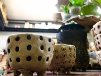 【またコッソリ教えます】わかば種苗店さんに今度は陶器が届いたみたいですよヽ(・∀・)ノ 2017/02/15 19:45:00