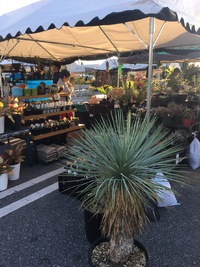 草花園芸市、元気に開催中です(^o^)丿 2016/12/18 14:00:00