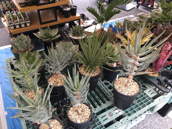 たくさんのご来場 ありがとうございました 沖縄の植物オンラインショップ W Plants