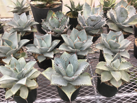 店内植物メンテナンスと搬入のためお休み 2017/11/16 06:00:00