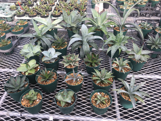 新入荷 多肉植物 サボテン オプンチア ラグナエ Opuntia Lagunae 和名 大極殿 ターコイズブルー肌 4 5号 超希少種 輸入品 現品 数量限定 Pegasusarabians Com