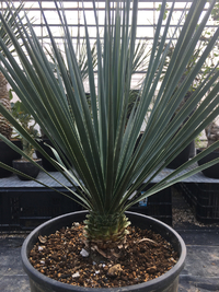 庭木や鉢植での最高な植物 2018/10/31 00:23:41
