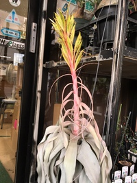 わかば種苗店さんのキセログラフィカの花が咲いていました(^o^)丿 2016/10/28 19:21:00