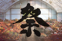 いよいよ明後日！第３回「小さな植祭」！ 2017/12/13 20:35:00