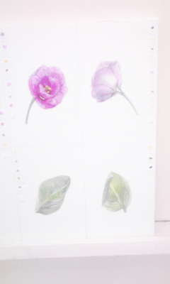 花の色