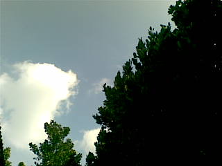 備瀬のふくぎ並木と青い空