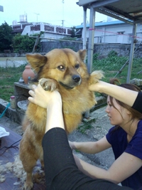山犬