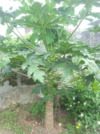 ど根性パパヤー