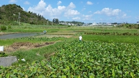 照間の生き物観察会