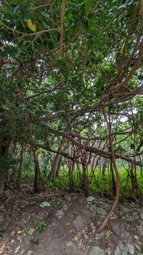 鳩間島旅行記（２）