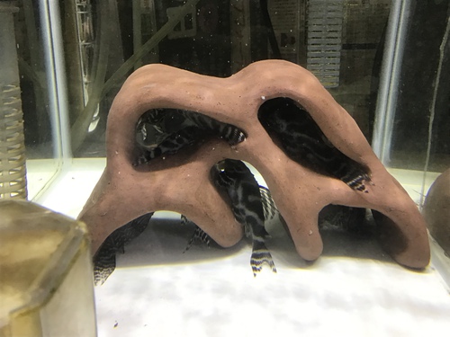 福袋