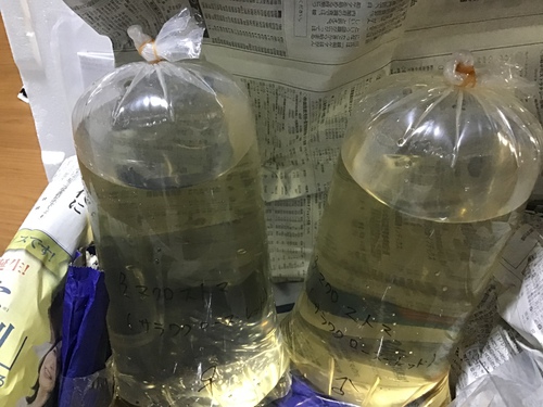 お迎え
