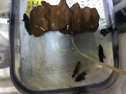 ベタが沈む