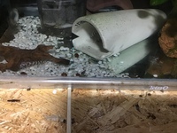 プレコの稚魚