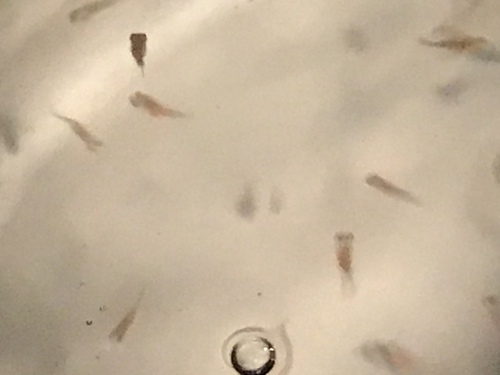 金魚の稚魚