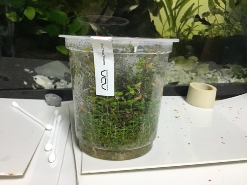 赤い水草