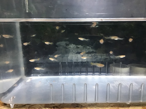 稚魚だらけ