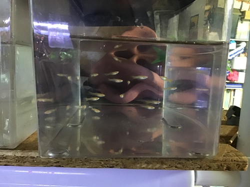 稚魚だらけ