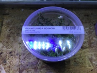 赤い水草 2021/10/19 17:12:33